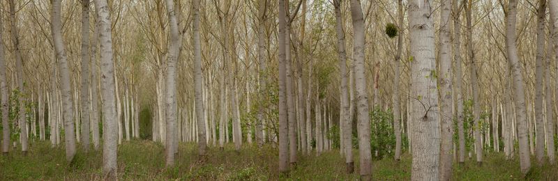 © Heather McDonough - Image from the Siegfried Line: photography project