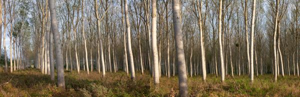 © Heather McDonough - Image from the Siegfried Line: photography project