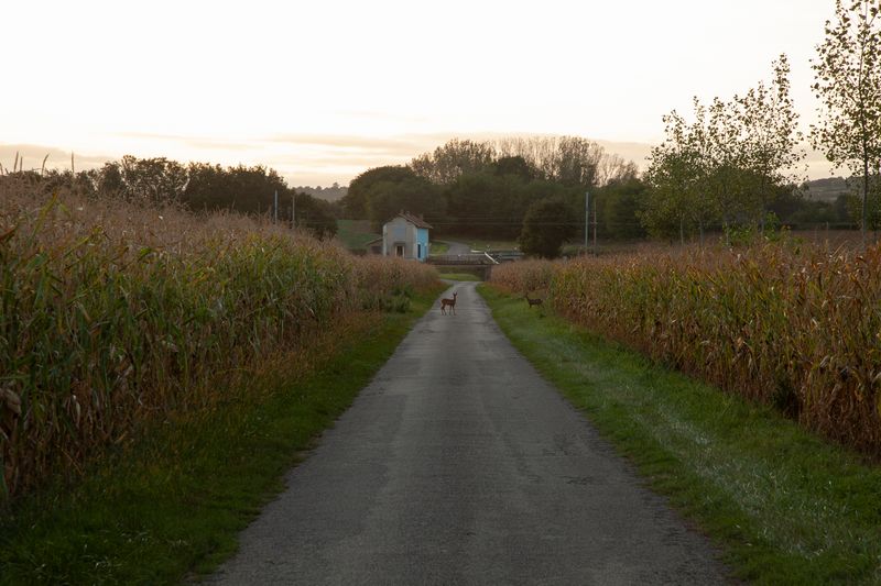 © Heather McDonough - Image from the Siegfried Line: photography project
