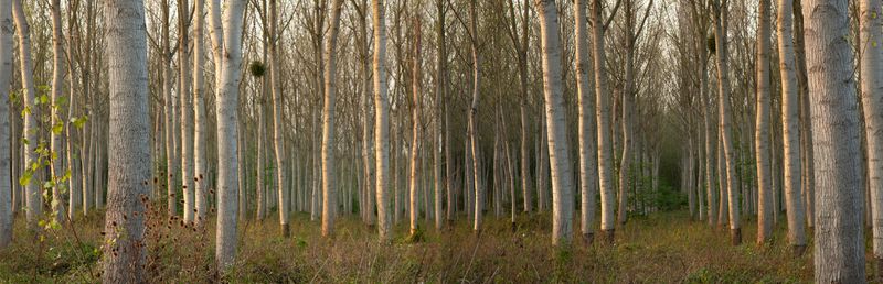 © Heather McDonough - Image from the Siegfried Line: photography project