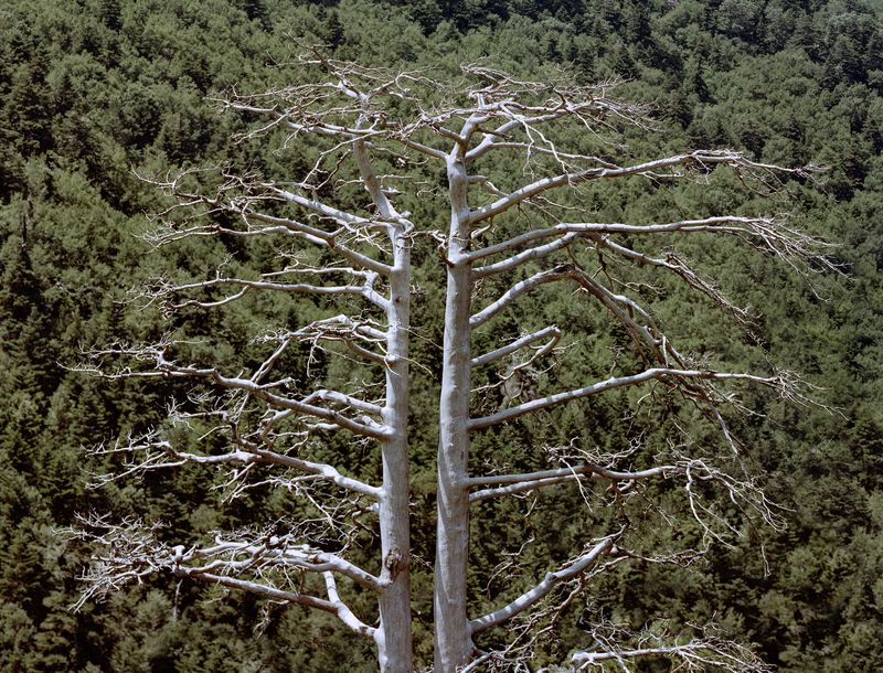 © Balazs Turos - Image from the The Nature of Things photography project