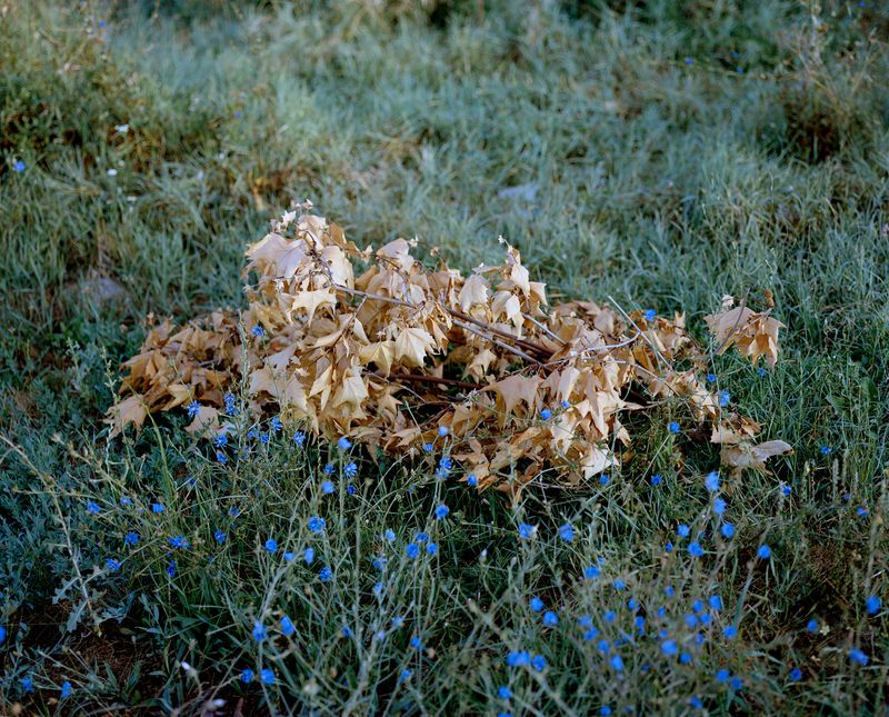 © Balazs Turos - Image from the The Nature of Things photography project