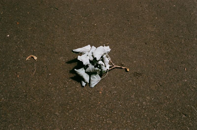 © Alina Cristea - Image from the bluebird photography project