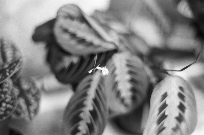 © Alina Cristea - Image from the bluebird photography project