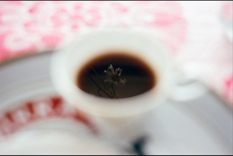 © Alina Cristea - Image from the bluebird photography project