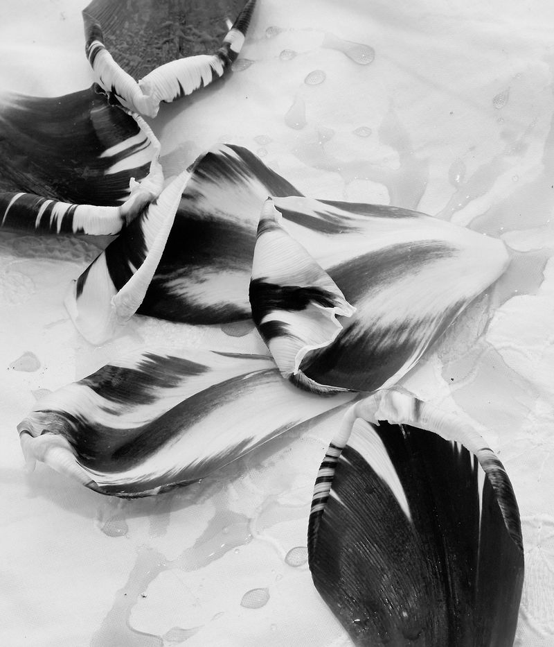 © Elisa Azevedo - Image from the Made for Loving photography project