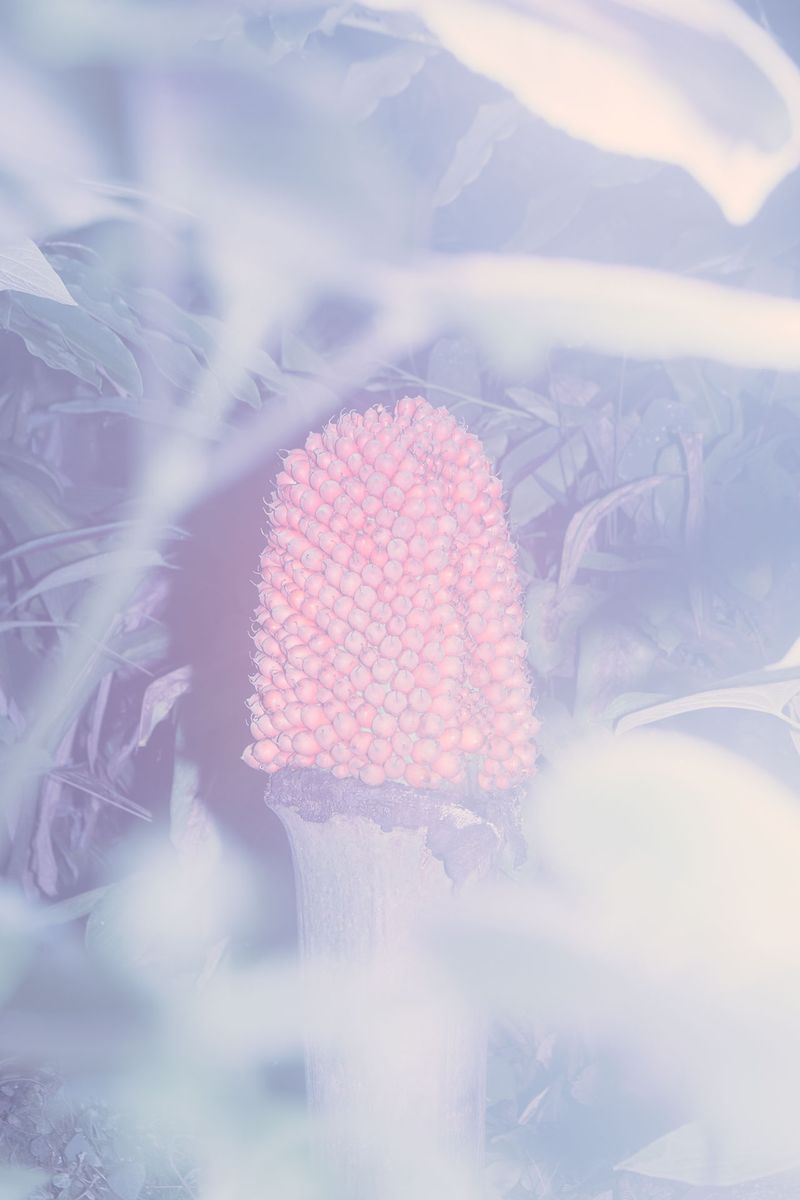 © Elisa Azevedo - Image from the I Used to Kiss a Lot photography project