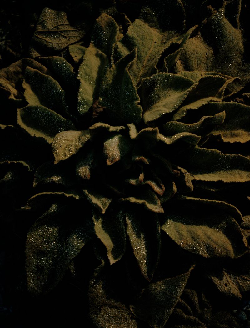 © Megan Auer - Image from the Back To The Roots/ Das Gelbe Vom Ei photography project