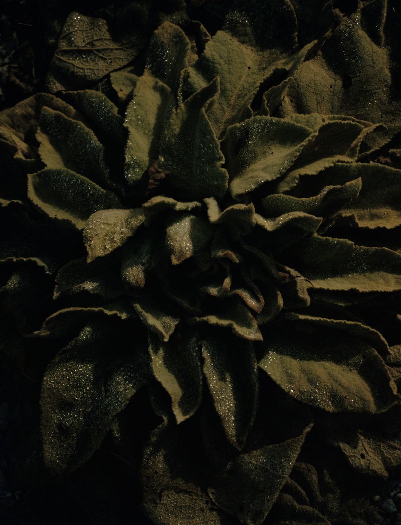 © Megan Auer - Image from the Back To The Roots/ Das Gelbe Vom Ei photography project