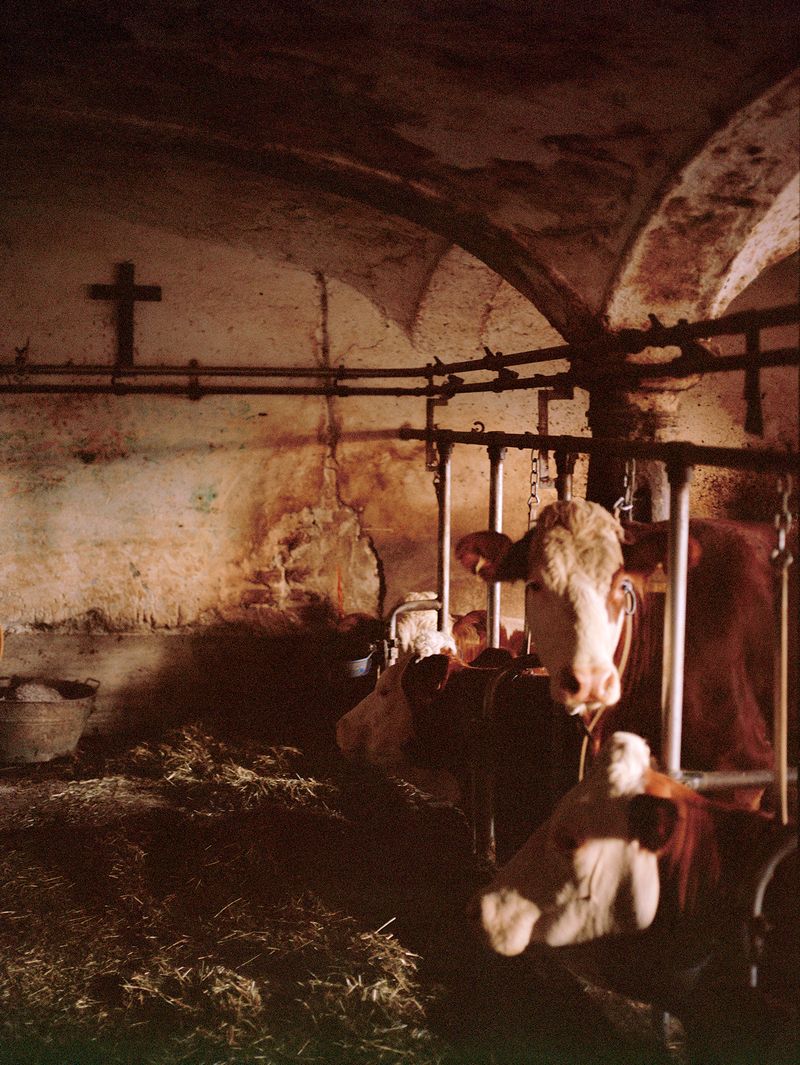 © Megan Auer - Image from the Back To The Roots/ Das Gelbe Vom Ei photography project