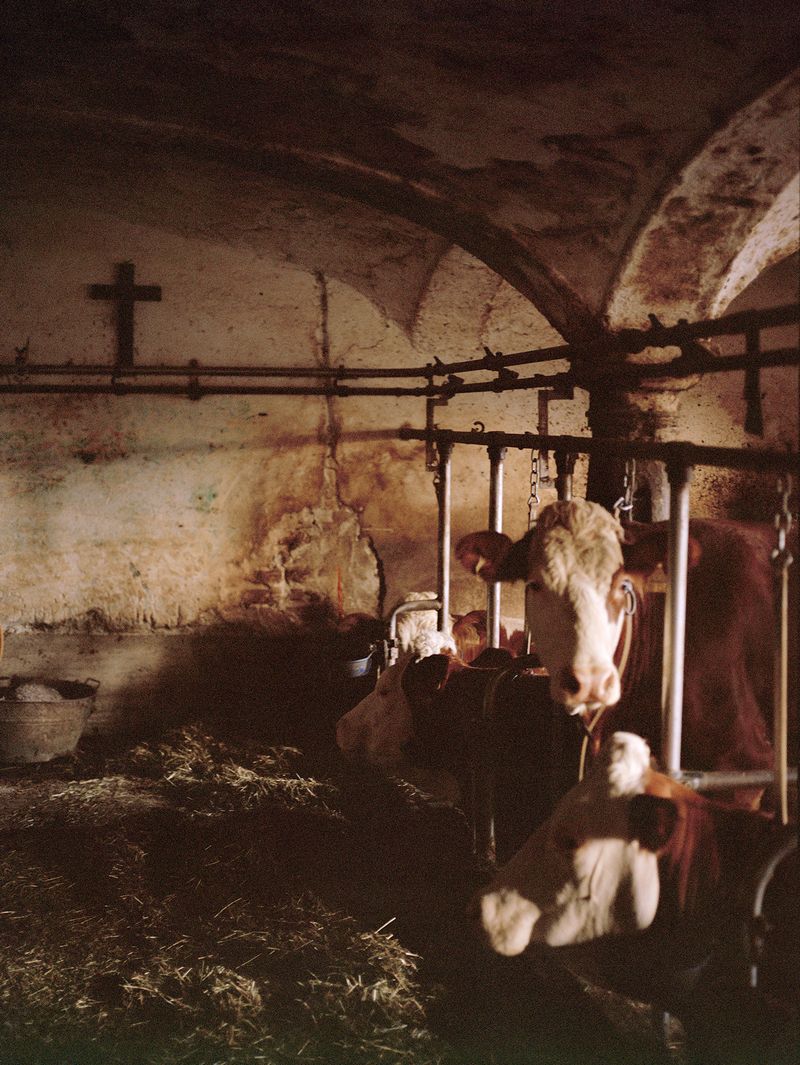 © Megan Auer - Image from the Back To The Roots/ Das Gelbe Vom Ei photography project
