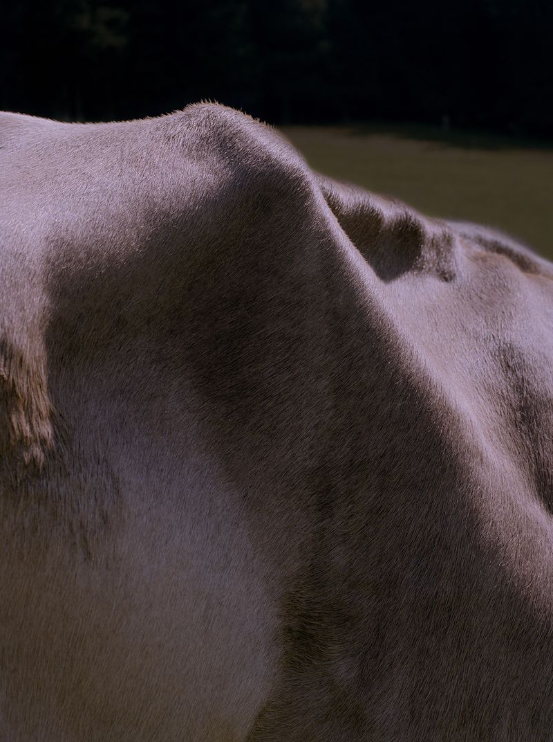 © Megan Auer - Image from the Back To The Roots/ Das Gelbe Vom Ei photography project