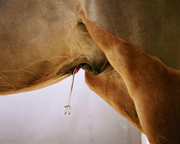 © Kati Leinonen - Image from the Äimärautio photography project