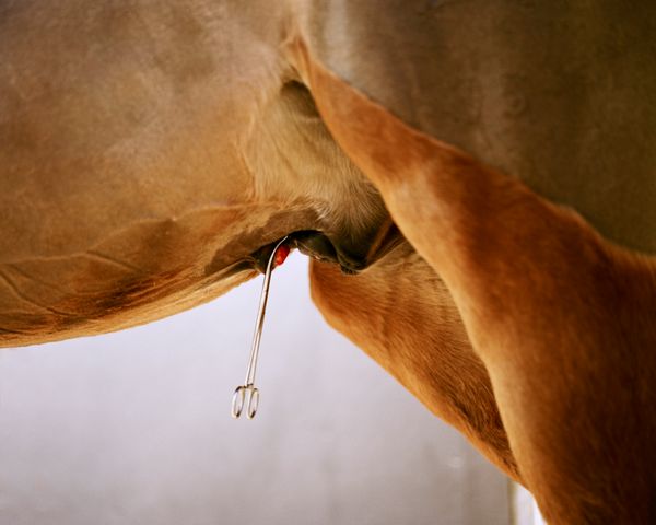 © Kati Leinonen - Image from the Äimärautio photography project