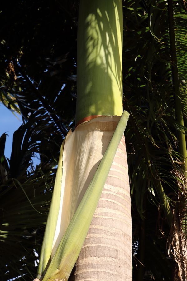 © Nejma Kachaou - Image from the Pacific mirage photography project