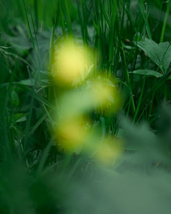 © Alessandro Truffa, Photoworks X Premio Luigi Ghirri: Forest Residency