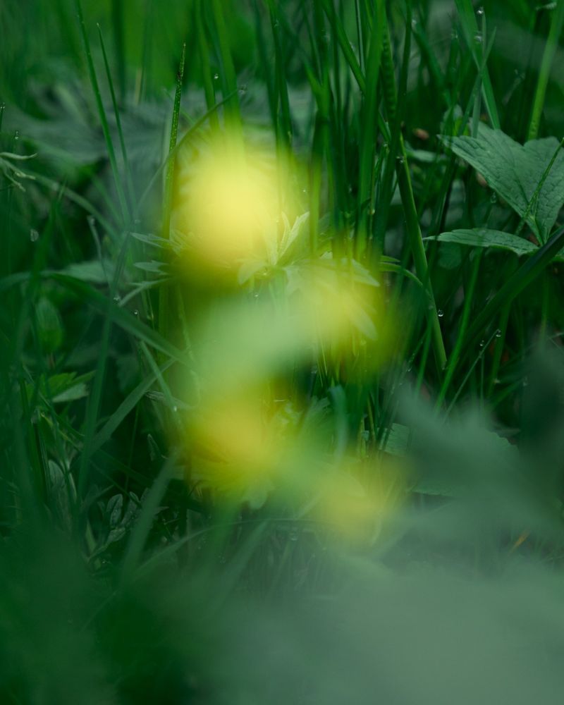 © Alessandro Truffa, Photoworks X Premio Luigi Ghirri: Forest Residency