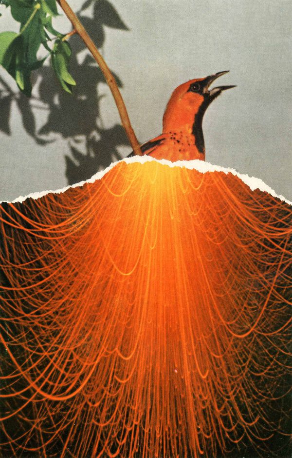 © Daniele Villa Zorn