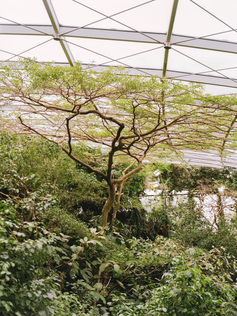 © Oliver Lantos - Oliver Lantos - "Du musst dein Leben ändern" - Tree