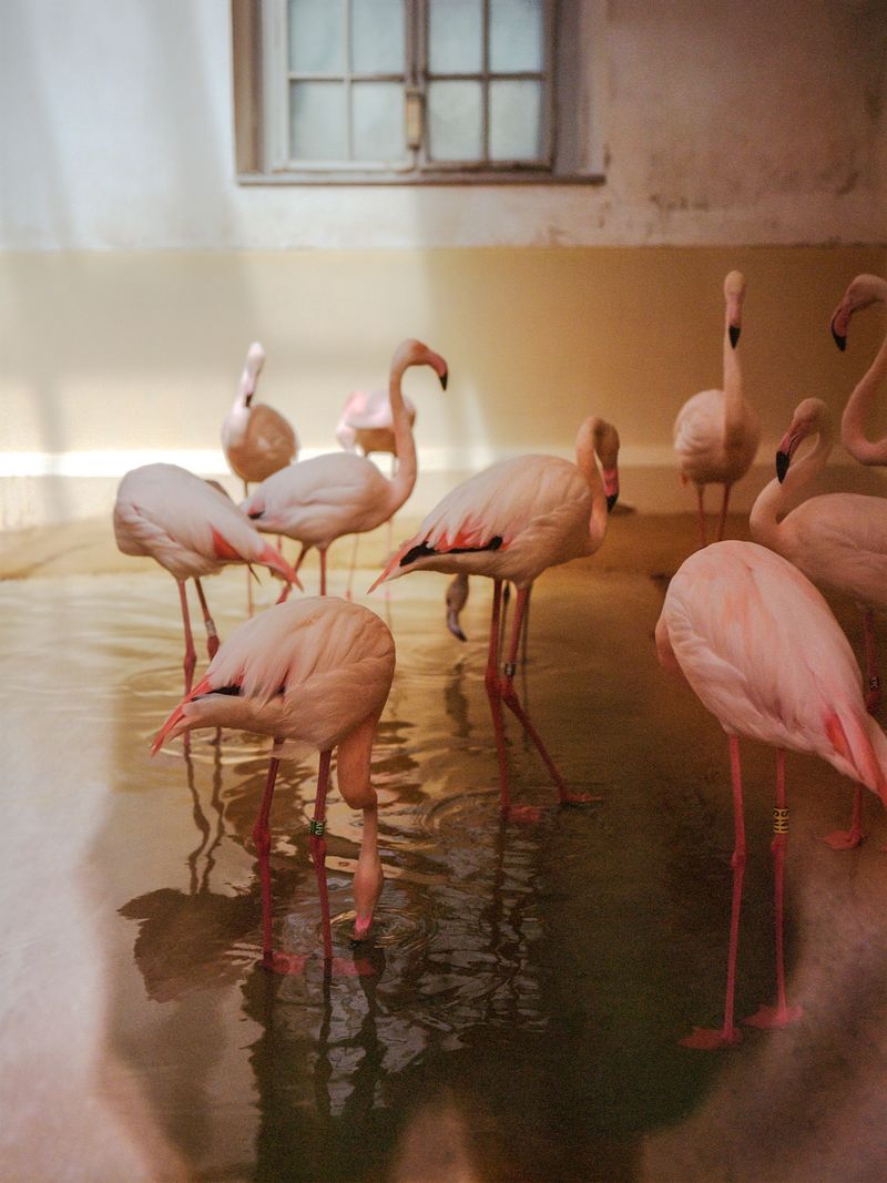 © Oliver Lantos - Oliver Lantos - "Du musst dein Leben ändern" - Flamingo