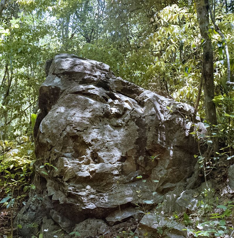 © Paula Pedrosa - Fossil tree trunk Altos (PI), Brazil
