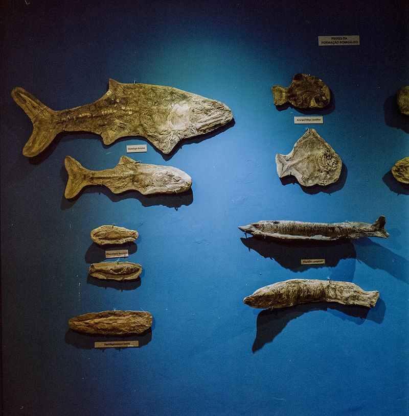 © Paula Pedrosa - Fossil fishes Santana do Cariri (CE), Brazil