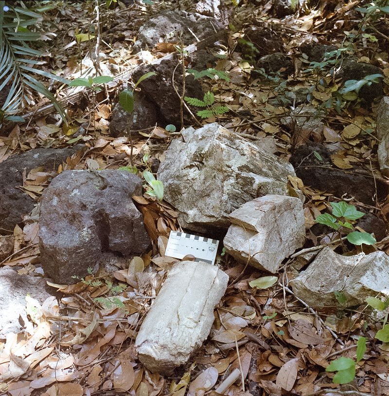 © Paula Pedrosa - Fossil tree trunk pieces Altos (PI), Brazil