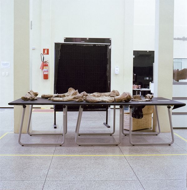 © Paula Pedrosa - Giant sloth fossil Teresina (PI), Brazil