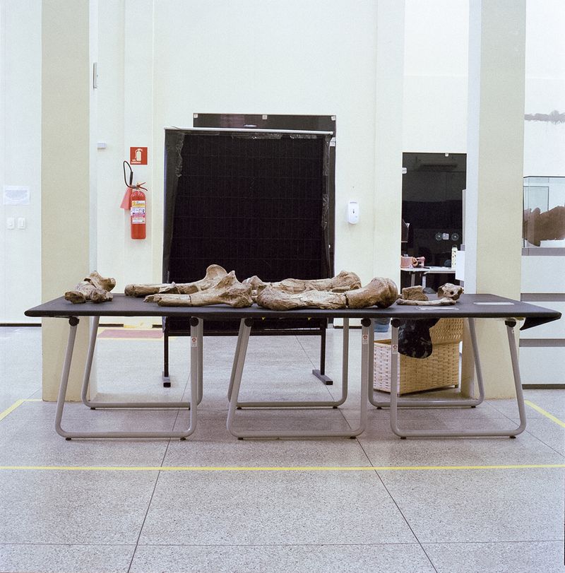 © Paula Pedrosa - Giant sloth fossil Teresina (PI), Brazil