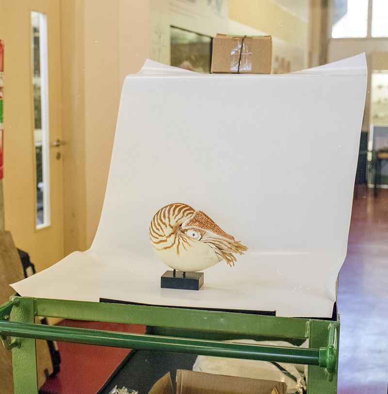 © Paula Pedrosa - Nautilus sp. São Paulo (SP), Brazil