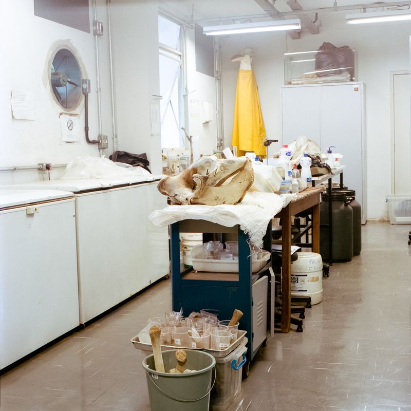 © Paula Pedrosa - Compared anatomy lab at UFU (Uberlândia Federal University) where past and present animals are studied.