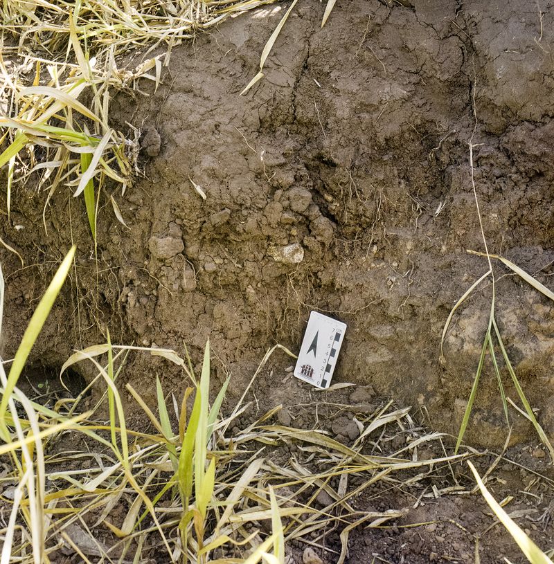 © Paula Pedrosa - Fossil vertebrae found during field work in Uchôa, Brazil.