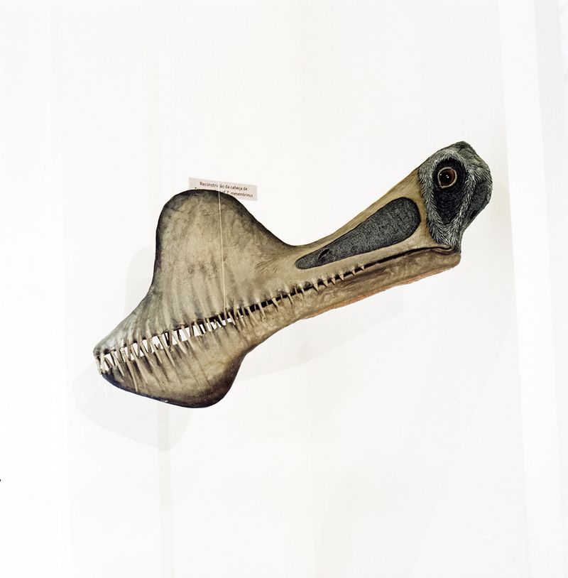 © Paula Pedrosa - Pterosaur replica at the Paleontology Museum in Santana do Cariri, Brazil.