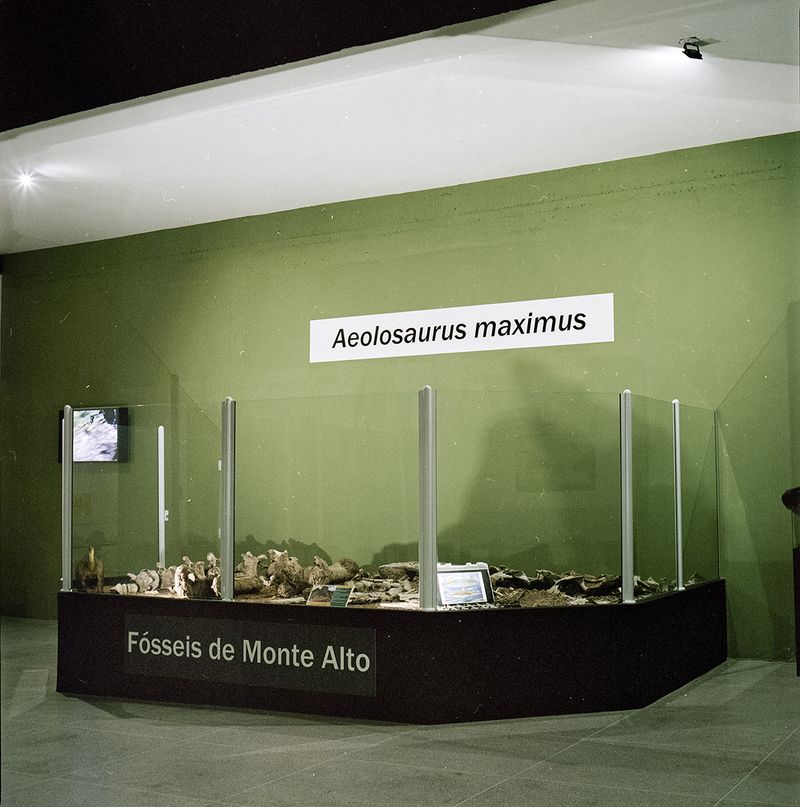 © Paula Pedrosa - Display at Paleontology Museum of Monte Alto showing a sauropod dinosaur that can reach 14 meters and was found in the area.