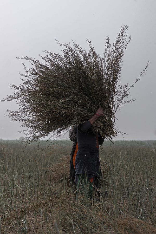 © Pietro Lo Casto - For the inhabitant of Tangia Basti Income is predominantly driven by farming.