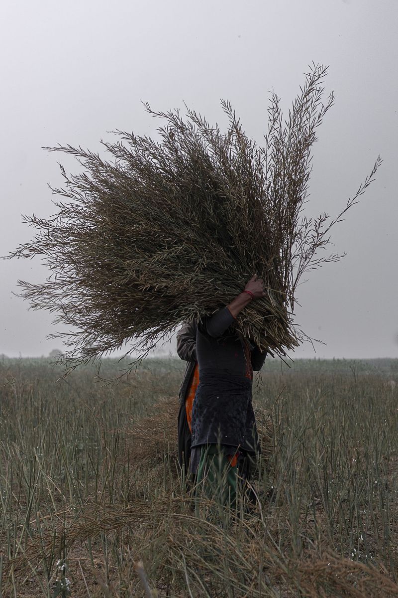 © Pietro Lo Casto - For the inhabitant of Tangia Basti Income is predominantly driven by farming.