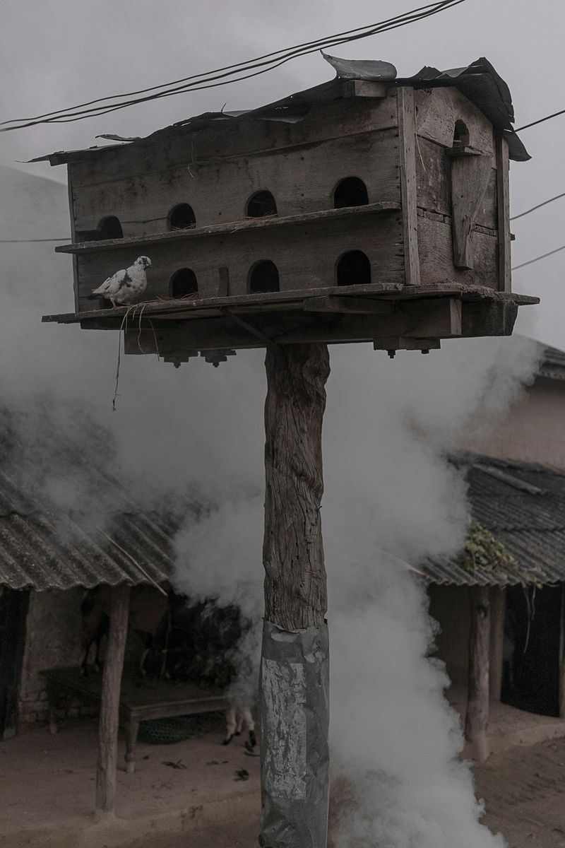 © Pietro Lo Casto - Image from the TO SEARCH THE SECRET OF THE FOREST photography project