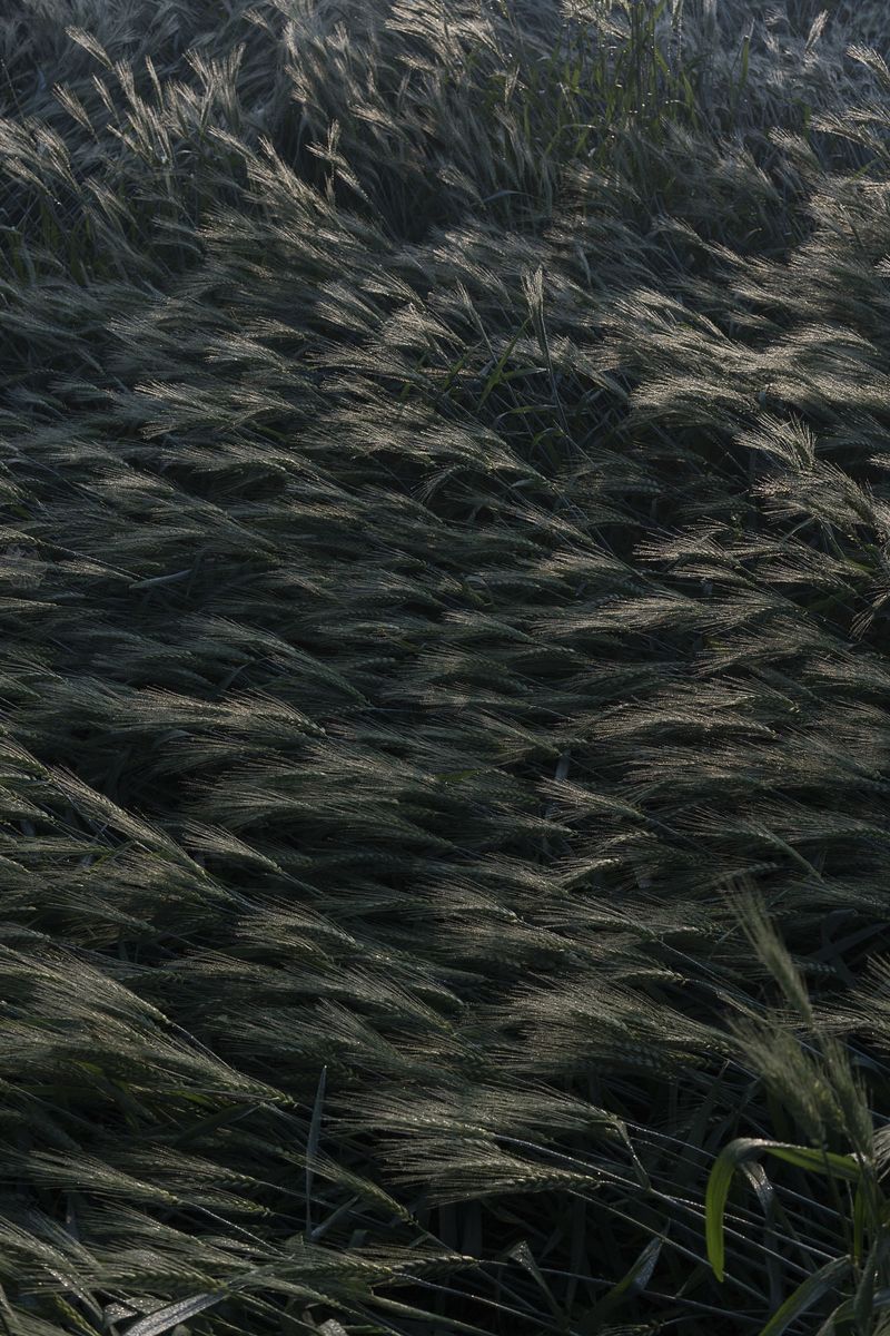 © Pietro Lo Casto - Image from the TO SEARCH THE SECRET OF THE FOREST photography project
