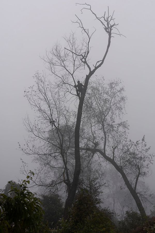 © Pietro Lo Casto - Sal trees surrounding the village are an important source of wood used for construction, cooking and heating.