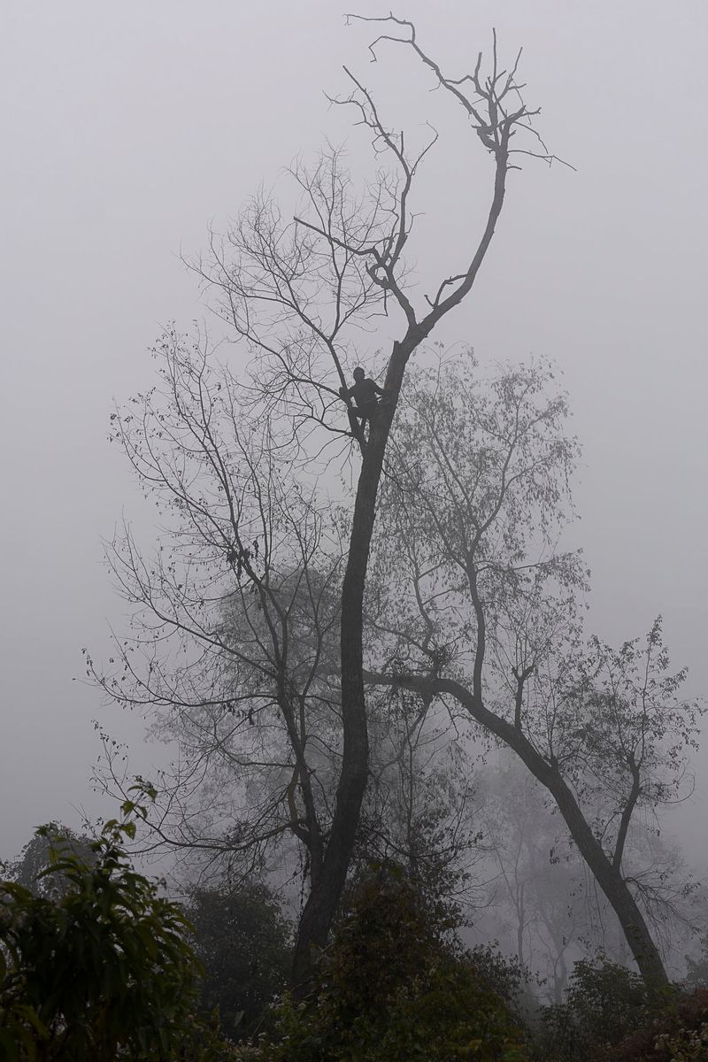 © Pietro Lo Casto - Sal trees surrounding the village are an important source of wood used for construction, cooking and heating.