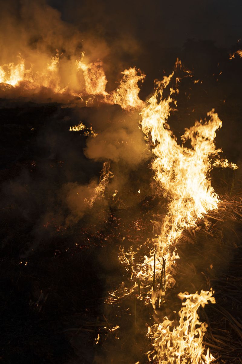 © Pietro Lo Casto - Sugar cane fields are burned once a year to help with the process of improving the fertility of the land.