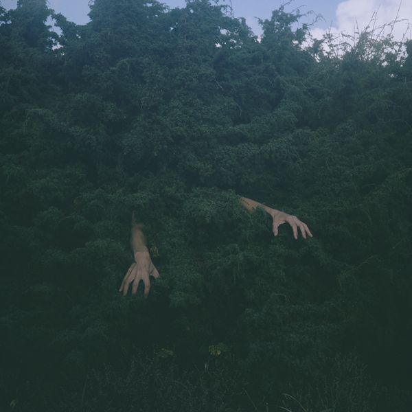 © Charlotta Hammar - Trying to be a juniper bush