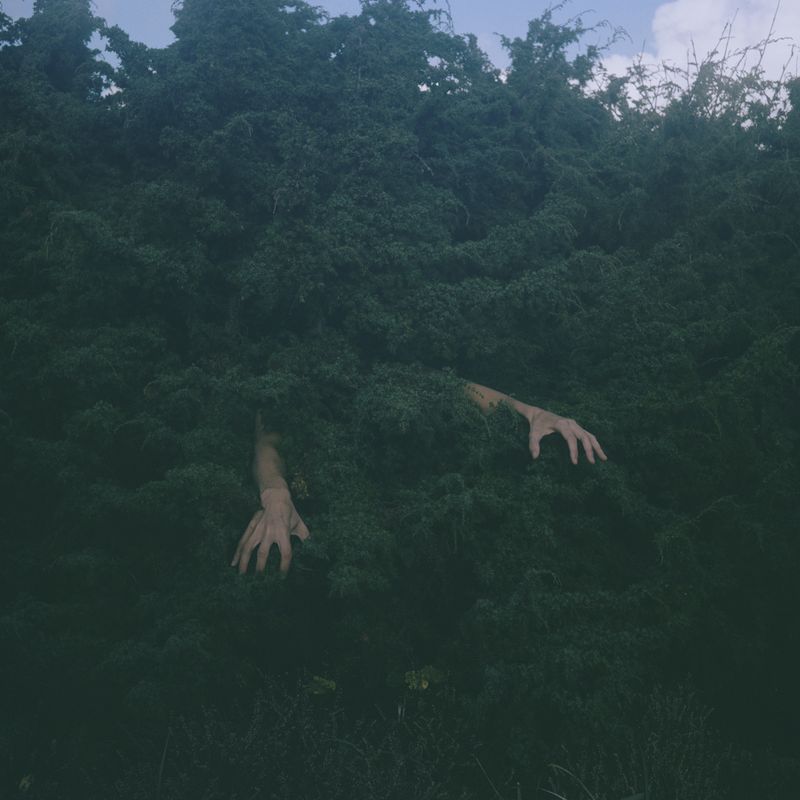 © Charlotta Hammar - Trying to be a juniper bush