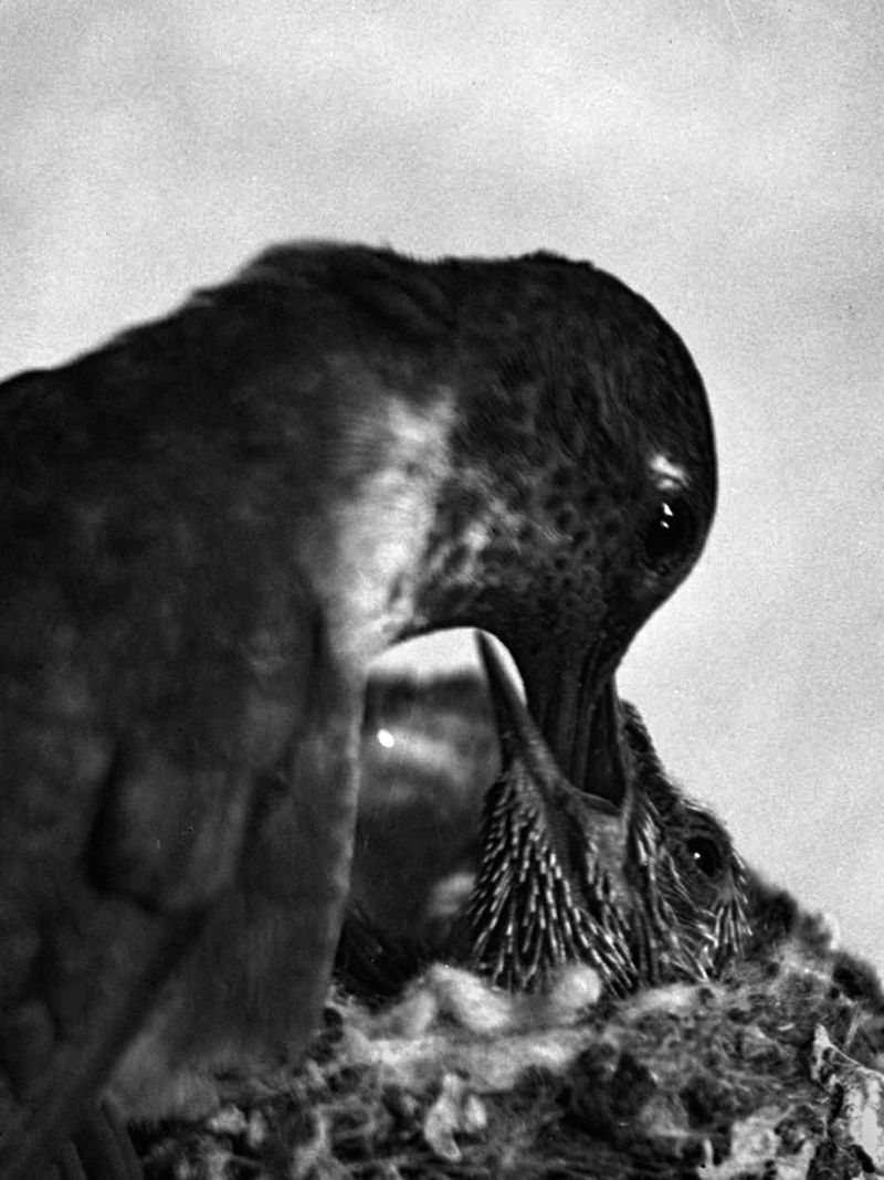 © Joel Jimenez - "The Offering", 2026.