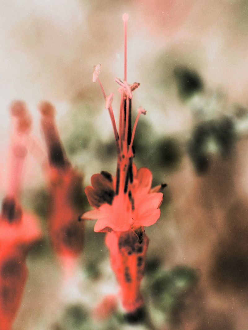 © Joel Jimenez - "Beacons", 2026. Hummingbird trumpet flowers.