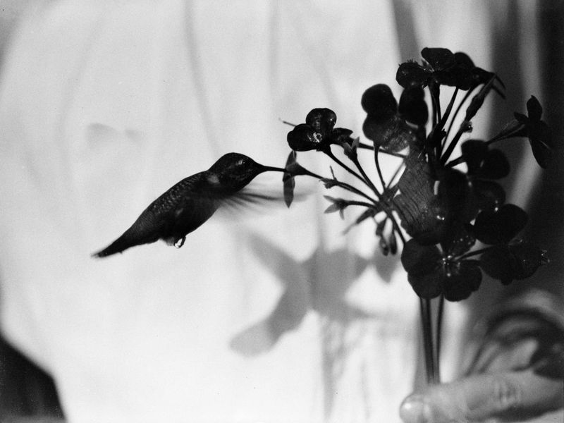 © Joel Jimenez - "The Offering", 2025.