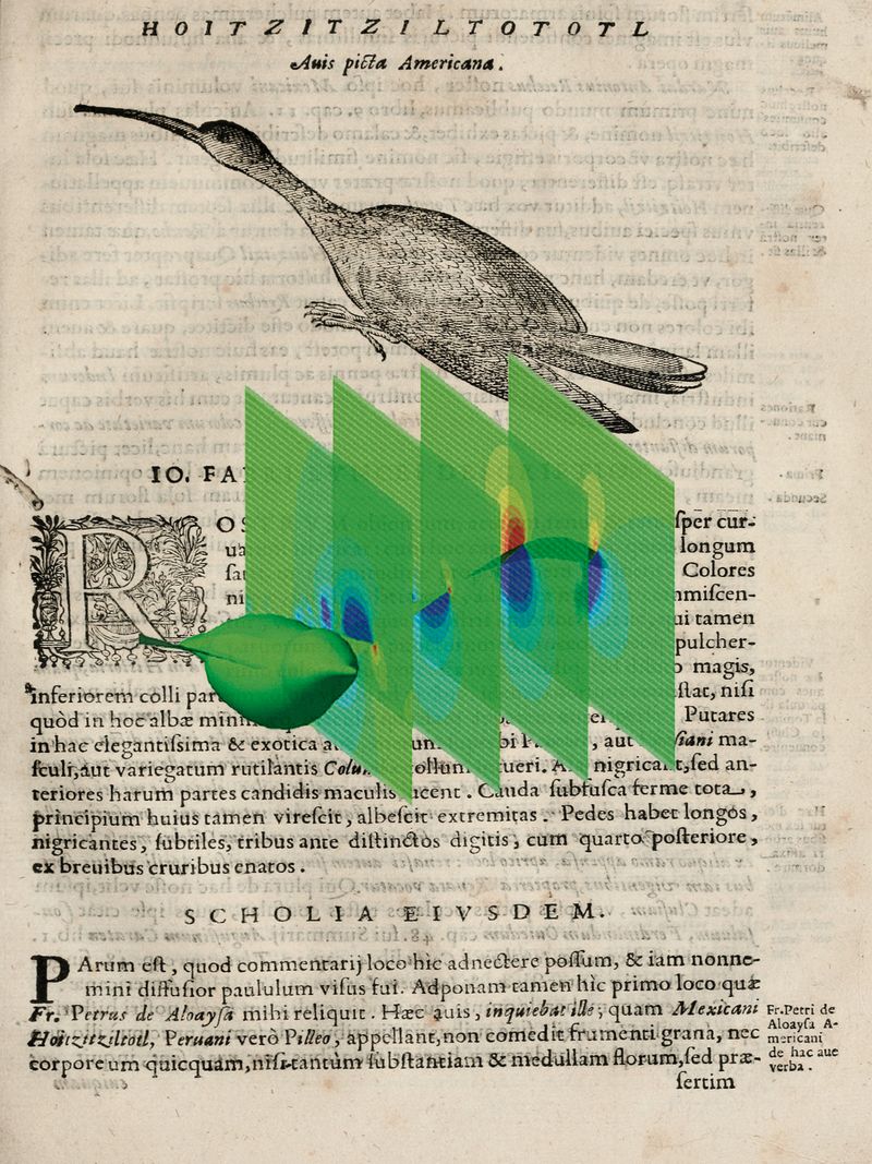 © Joel Jimenez - Image from the Glimmers, feathers and staring skies photography project