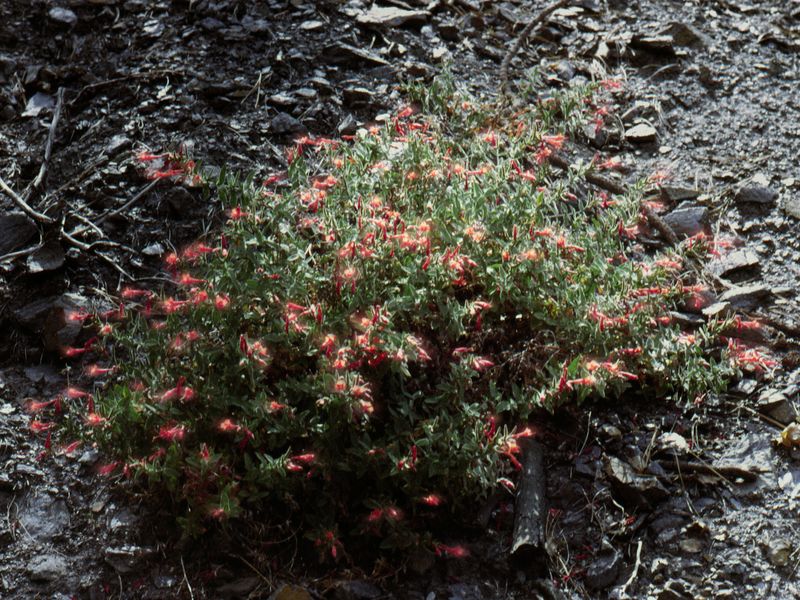 © Joel Jimenez - "Beacons", 2026.  Hummingbird trumpet flowers.