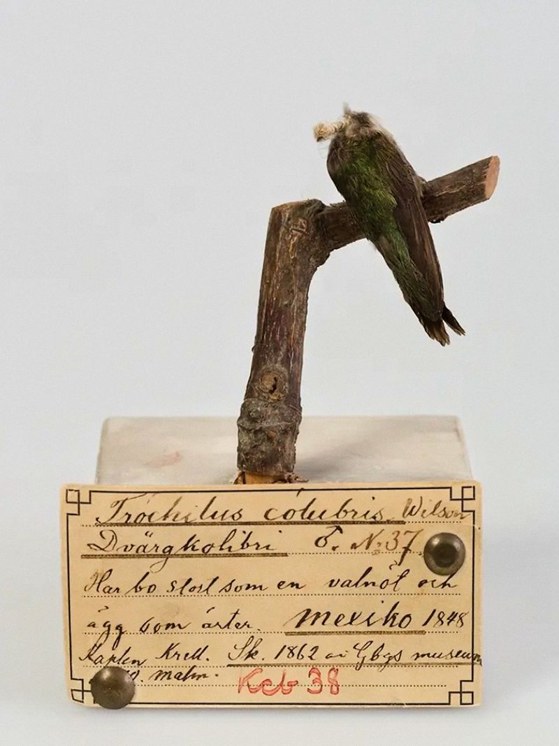 © Joel Jimenez - Image from the Glimmers, feathers and staring skies photography project