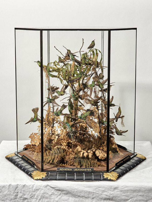 © Joel Jimenez - "The Shrine", 2026.  Victorian taxidermy specimens of hummingbirds. Natural History Museum of London.